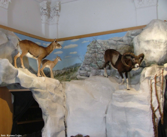 Bakonyi Természettudományi Múzeum – 4. kép